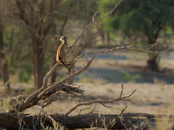 Meerkat Manor: Rise of the Dynasty - Homecomings