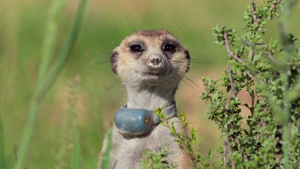 Meerkat Manor: Rise of the Dynasty - Trouble in Paradise