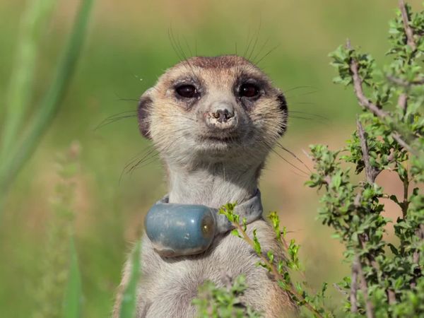 Meerkat Manor: Rise of the Dynasty - Trouble in Paradise