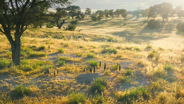 Meerkat Manor: Rise of the Dynasty - Hell and High Water