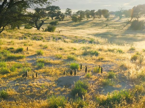 Meerkat Manor: Rise of the Dynasty - Hell and High Water