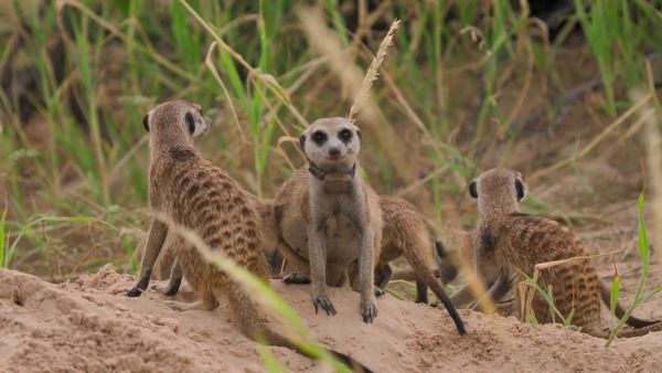 Meerkat Manor: Rise of the Dynasty - A Turning Tide