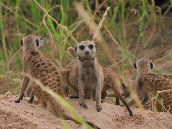 Meerkat Manor: Rise of the Dynasty - A Turning Tide