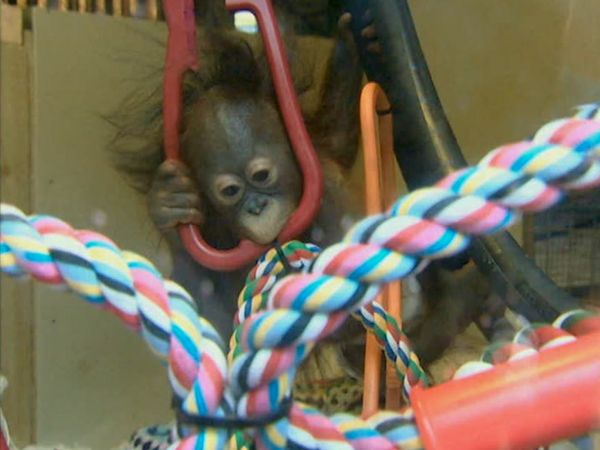 Monkey Business (1998) - Episode 5