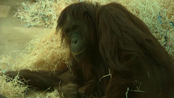 Monkey Business (1998) - Episode 1