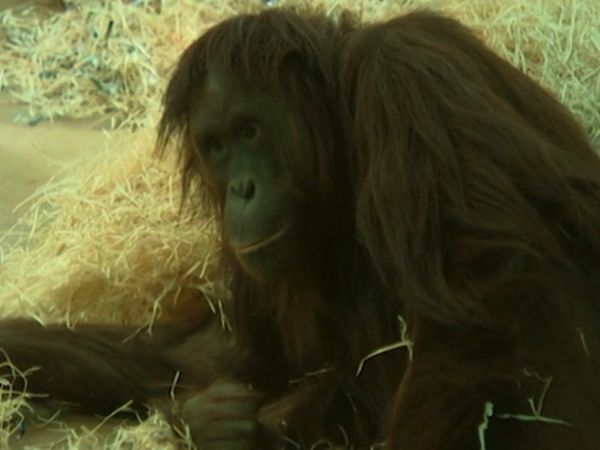 Monkey Business (1998) - Episode 1