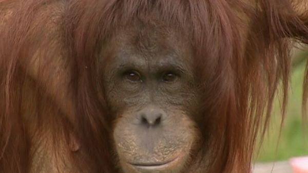 Monkey Business (1998) - Episode 10