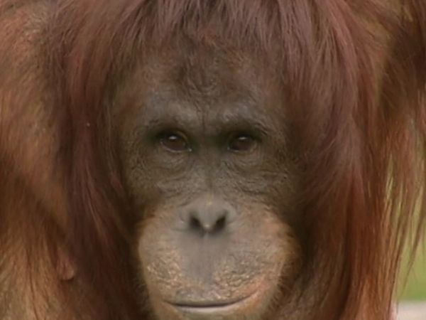 Monkey Business (1998) - Episode 10