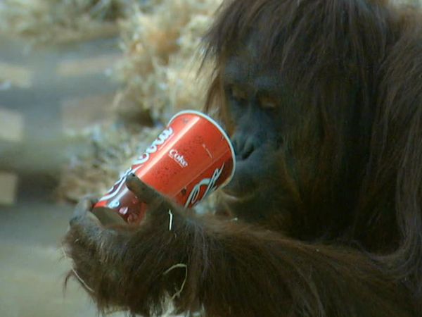 Monkey Business (1998) - Episode 2