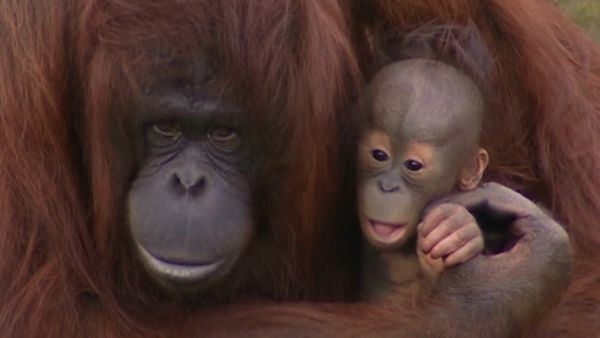 Monkey Business (1998) - Episode 14