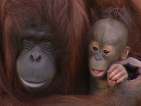 Monkey Business (1998) - Episode 14