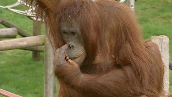 Monkey Business (1998) - Episode 6