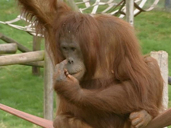 Monkey Business (1998) - Episode 6