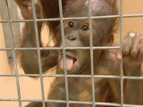 Monkey Business (1998) - Episode 12