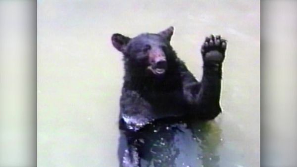 America's Funniest Home Videos - Football Funnies, Zoo-Mania and Matrimonial Mayhem