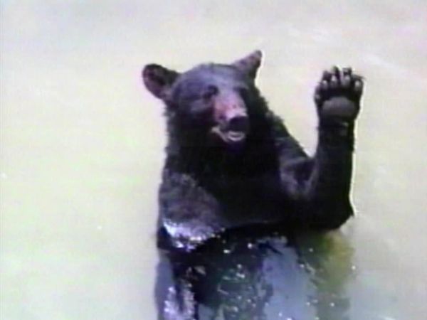 America's Funniest Home Videos - Football Funnies, Zoo-Mania and Matrimonial Mayhem