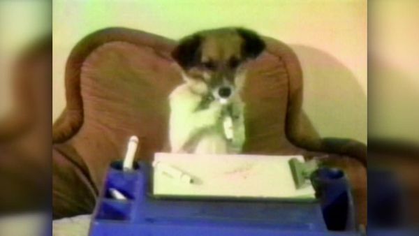 America's Funniest Home Videos - World of Sports, Dogs Who Think They're Human and Surprise America