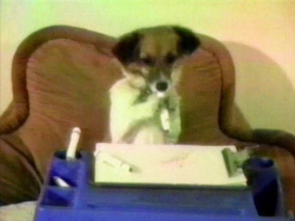 America's Funniest Home Videos - World of Sports, Dogs Who Think They're Human and Surprise America