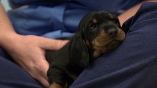 Paul O'Grady: For the Love of Dogs - Episode 1