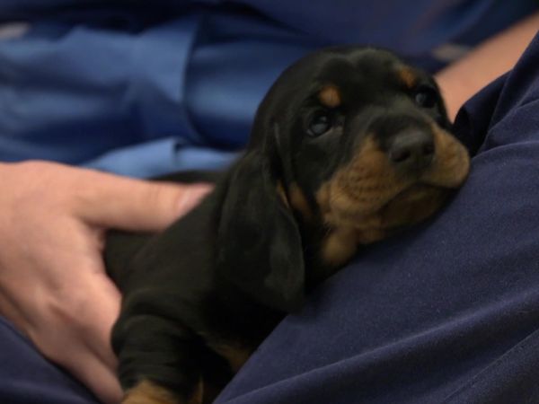 Paul O'Grady: For the Love of Dogs - Episode 1