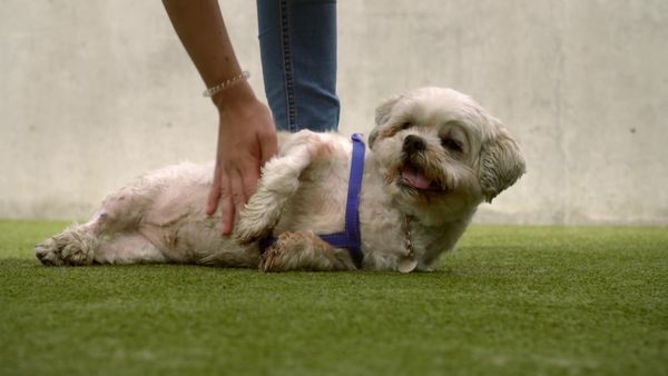 Paul O'Grady: For the Love of Dogs - Episode 2