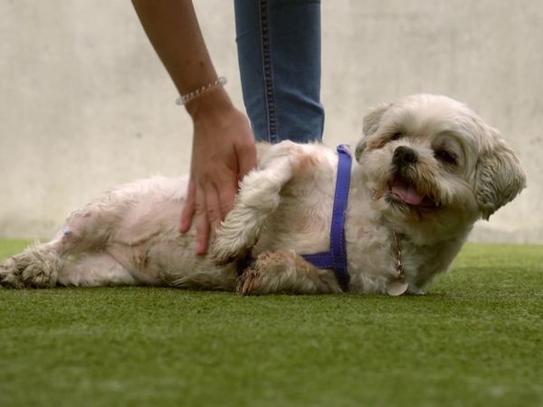 Paul O'Grady: For the Love of Dogs - Episode 2