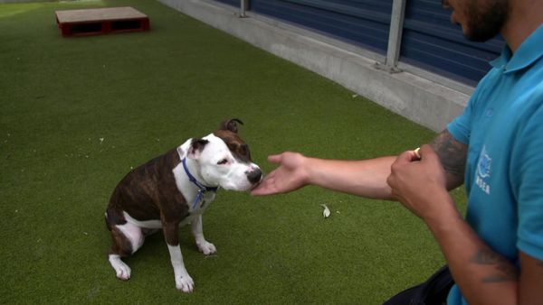 Paul O'Grady: For the Love of Dogs - Episode 5