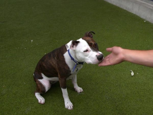 Paul O'Grady: For the Love of Dogs - Episode 5