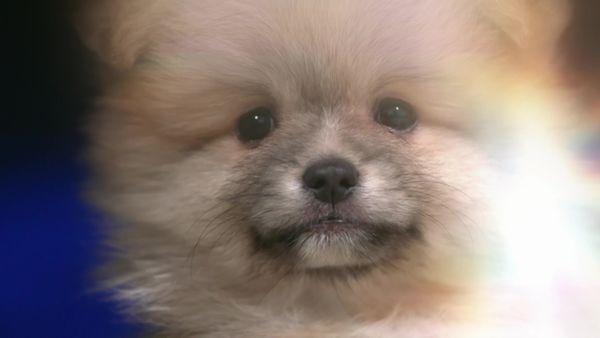 Paul O'Grady: For the Love of Dogs - Episode 6