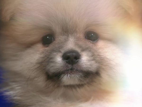 Paul O'Grady: For the Love of Dogs - Episode 6