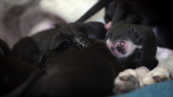 Paul O'Grady: For the Love of Dogs - Episode 7
