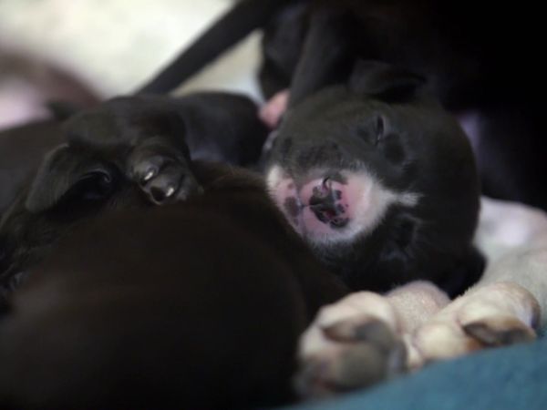 Paul O'Grady: For the Love of Dogs - Episode 7