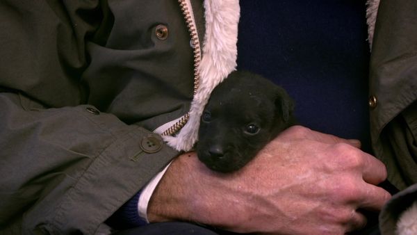Paul O'Grady: For the Love of Dogs - Episode 9