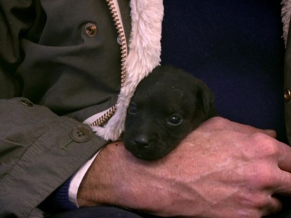 Paul O'Grady: For the Love of Dogs - Episode 9