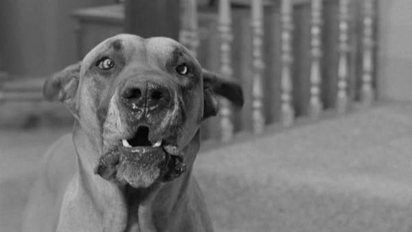 The Joey Bishop Show - A Man's Best Friend