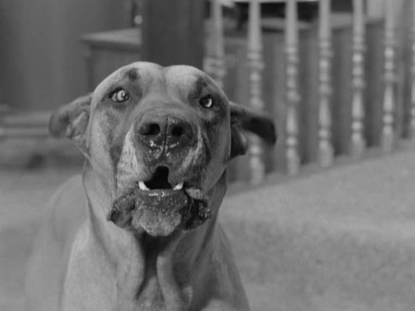 The Joey Bishop Show - A Man's Best Friend