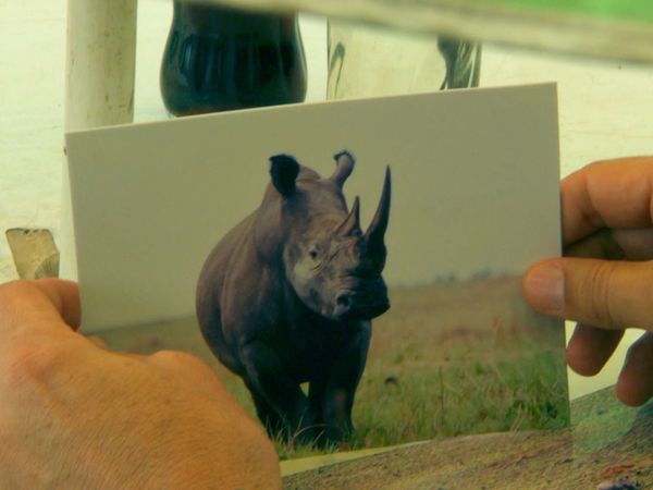 Last Chance To See - Northern White Rhino