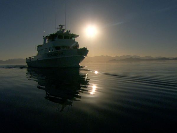 Last Chance To See - Blue Whales