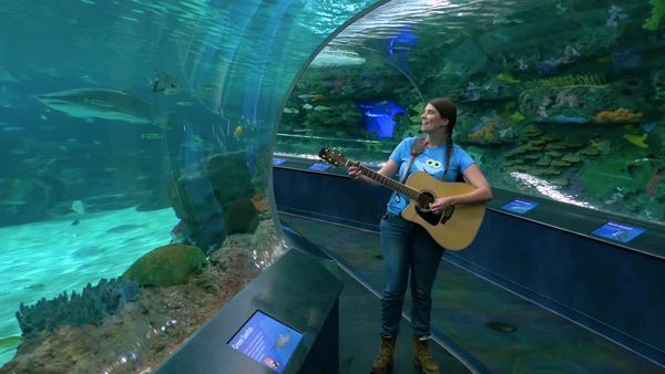 Caitie's Classroom - Underwater Animal Adventure