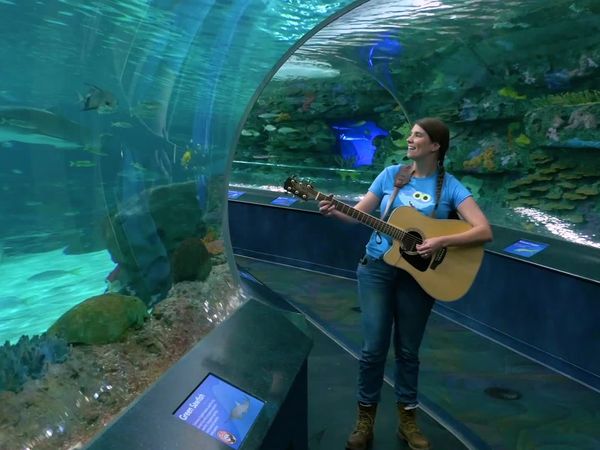 Caitie's Classroom - Underwater Animal Adventure