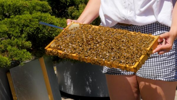 Caitie's Classroom - Buzzing Bees