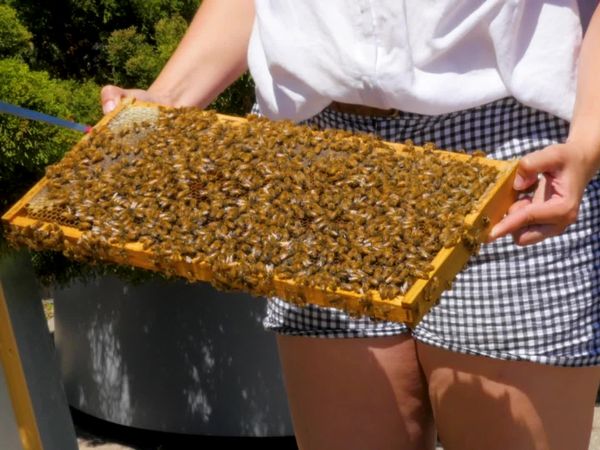 Caitie's Classroom - Buzzing Bees