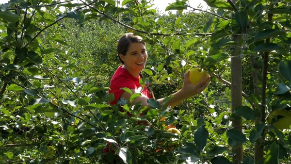 Caitie's Classroom - Fantastic Fruit