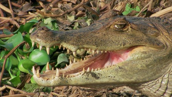 Biggest and Baddest - Anacondas: Heaviest Snake in the World