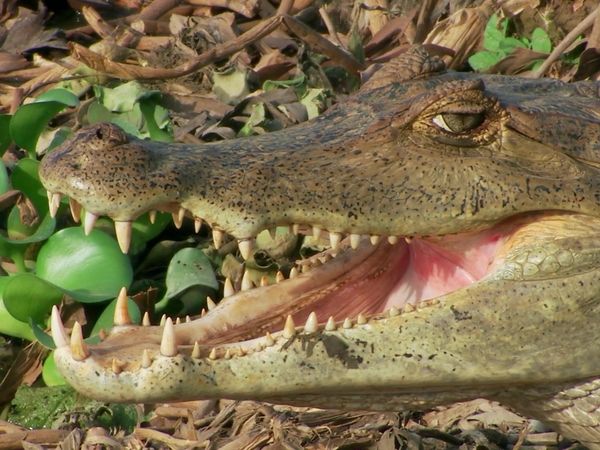 Biggest and Baddest - Anacondas: Heaviest Snake in the World