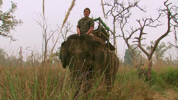 Biggest and Baddest - Man-Eating Tiger