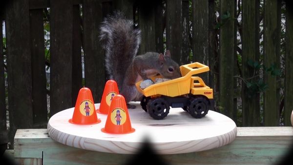 Handyman Hal - Squirrel Feeder Build