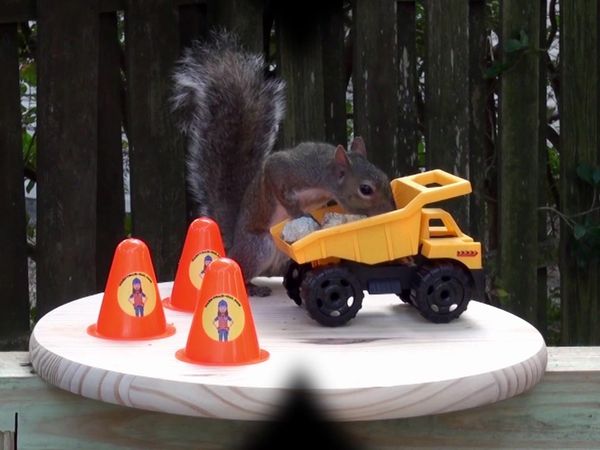 Handyman Hal - Squirrel Feeder Build