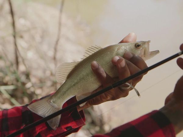 Breaking Bass - Dry County, Wet Fish