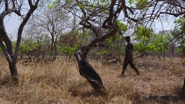 Dateline - Safari Story